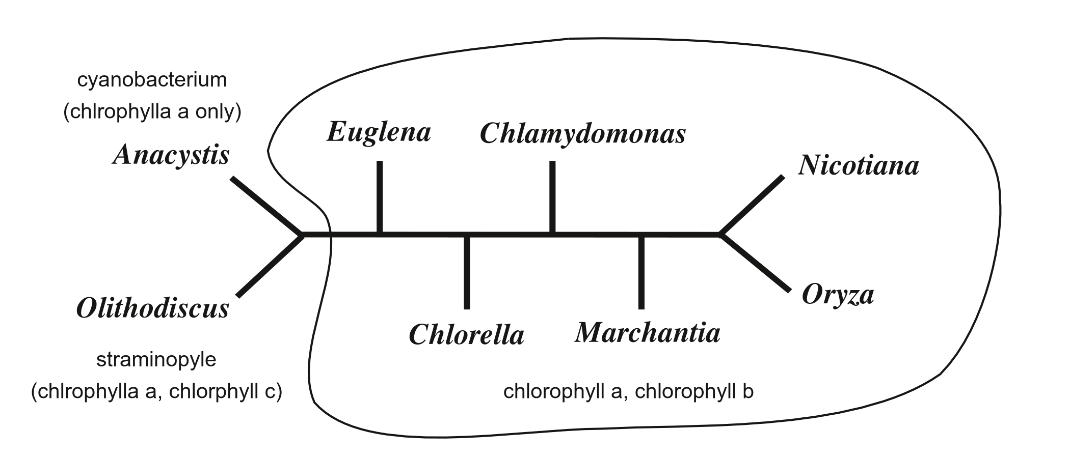 Accepted phylogeny placing chl. a+b taxa together